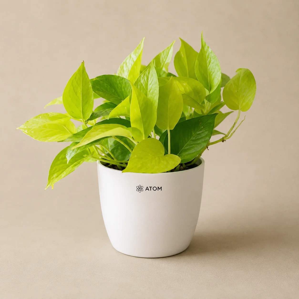 Jade Planter planter